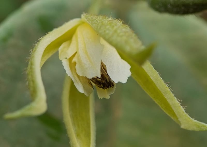 Grewia, C. Davidson 14070--Gabon. Maurel and Prom Rd. 24 Oct 2019. DSC02146 (28).JPG