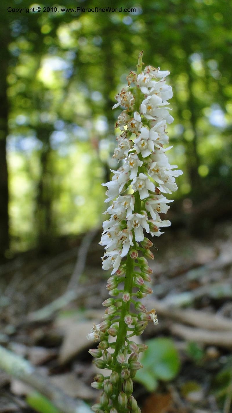 Galax aphylla, Mori 27456--North Carolina. Stokes Co. 26 May 2010. 088 (45).jpg