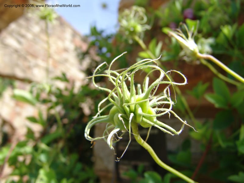 Clematis pitcheri--TX. Johnson Wildflower Center. 13 Jun 04. 004.jpg