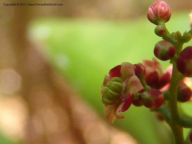 Lepisanthes perrieri, ZRogers1160--Madag. Prov. Antsir. Parc Nat. Ankarana. 10 Nov 06. 139 (20).jpg