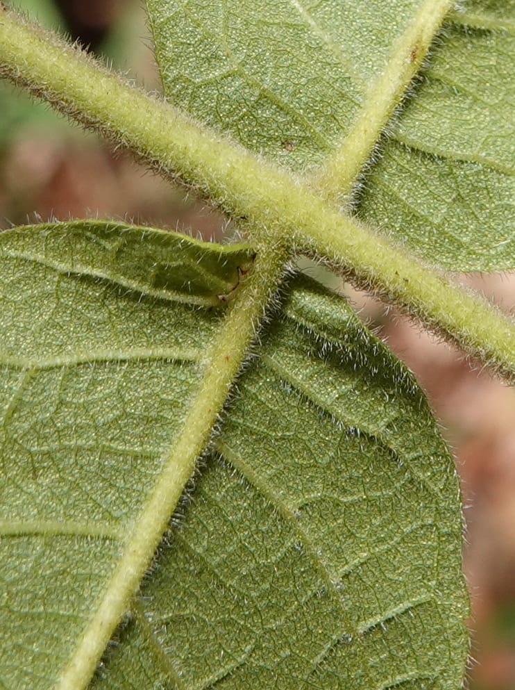 Engelhardia serrata, D. Boufford 44146--China. Yunnan. Along G213. 4 May 2018. DSC02084 (98).JPG