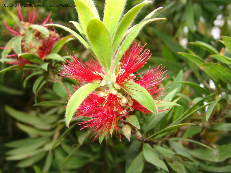 Callistemon comboynensis, s.n.--CA. San Francisco Arboretum. 9 Aug 07. 396.jpg