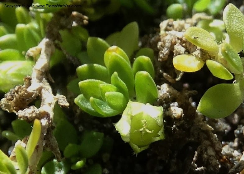 Cerastium, Ulloa, C 2487--Ecuador. Cotopaxi. 23 Apr 2015. DSC02466 (123).JPG