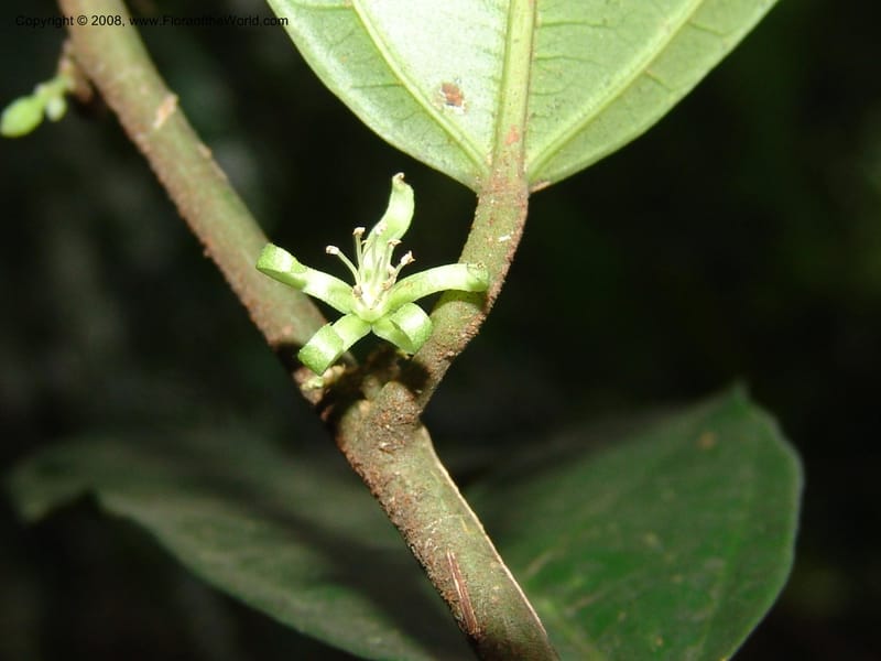 Leptonychia, MLeal1132--Gabon. Prov. Ogooue-Ivindo. Res. Lope. Sommet Main. 19 Apr 06. 059.jpg