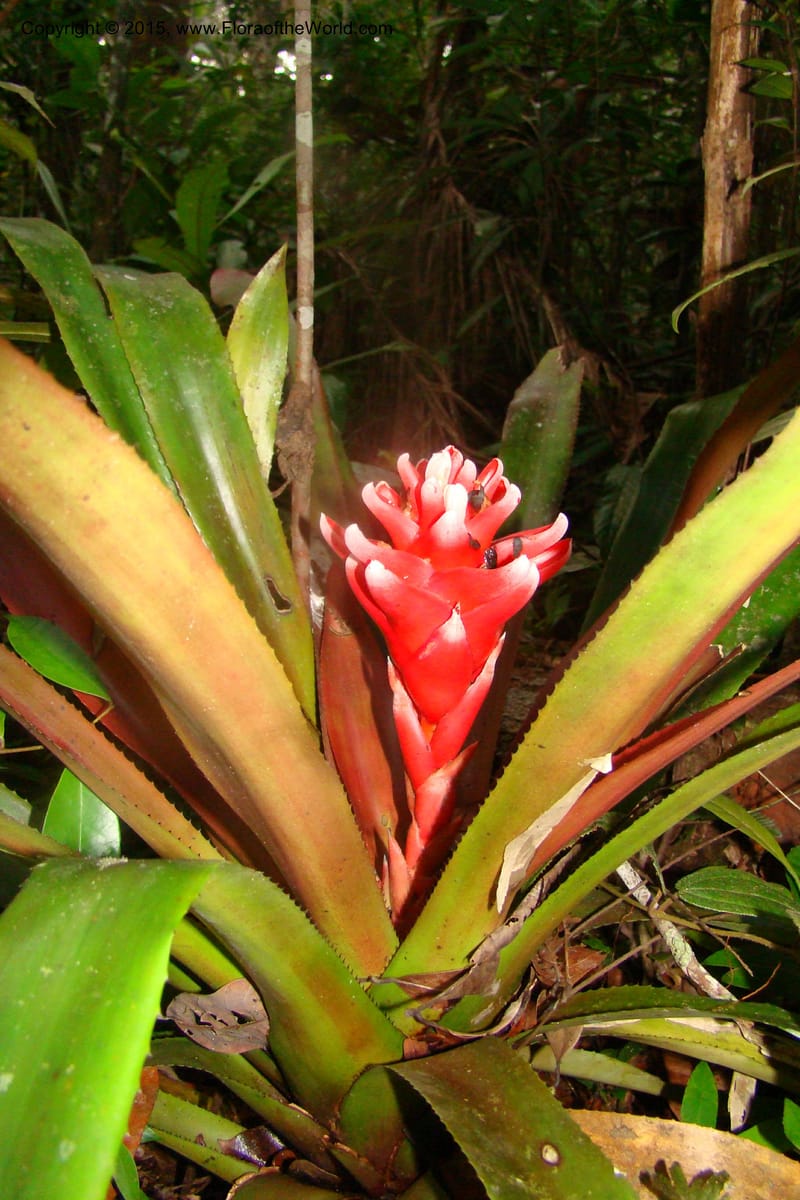Aechmea nidularioides, Vasquez 35034--Peru. Loreto. Dto. Iquitos. Res. Allpahuayo-Mishana. 19 Nov 08. 662 (2).jpg