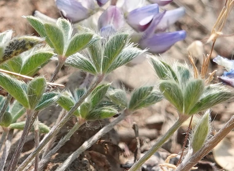Lupinus lepidus var. lobbii, Davidson 14202--OR. Harney Co. Steens Mtn. July 2021. DSC09986 (533).JPG