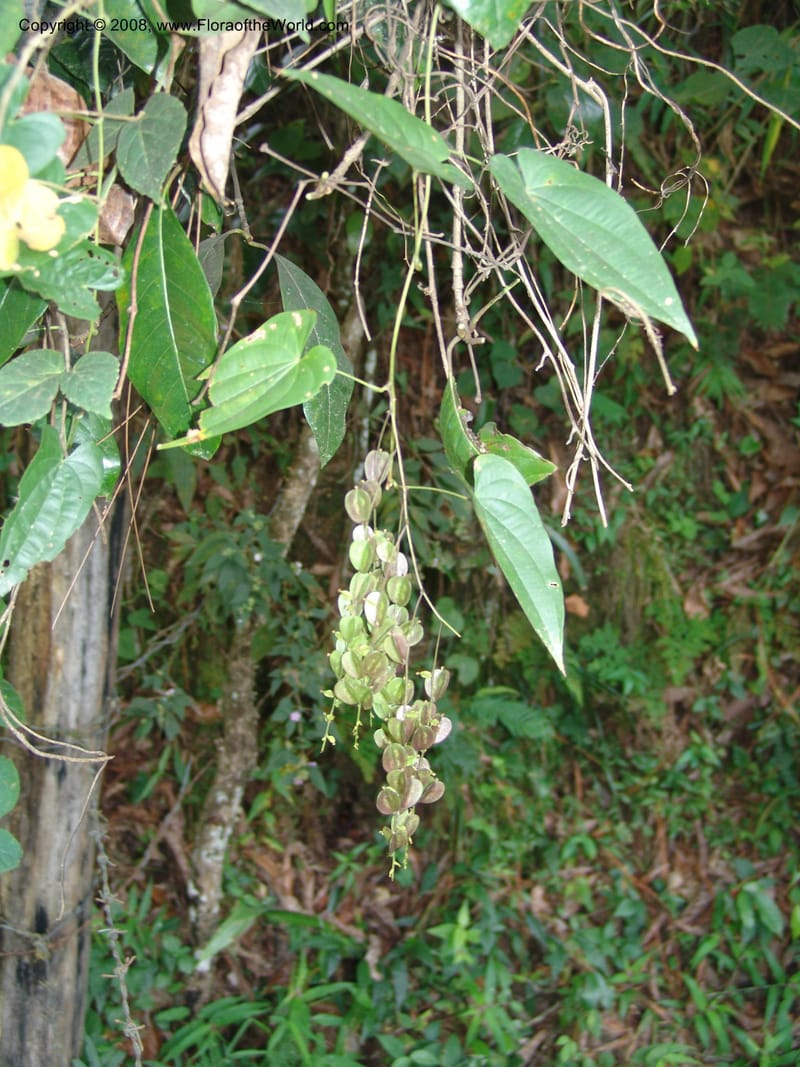 Dioscorea, N.Martinez589--MX. Chiapas.  Camino Finca Prusia a Queretaro. 12 Nov 04. 037.jpg