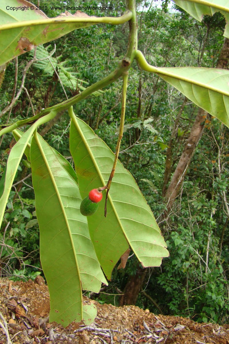 Ocotea pentagona, B. Hammel 25196--Costa Rica. Prov. San Jose. 20 April 09. 259.jpg