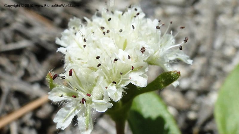 Eriogonum pyrolaeifolium var coryphaeum, C. Davidson 11759--ID. Valley Co. Road to Gold Fork Looklout. 16 July 2010. 109 (6).jpg