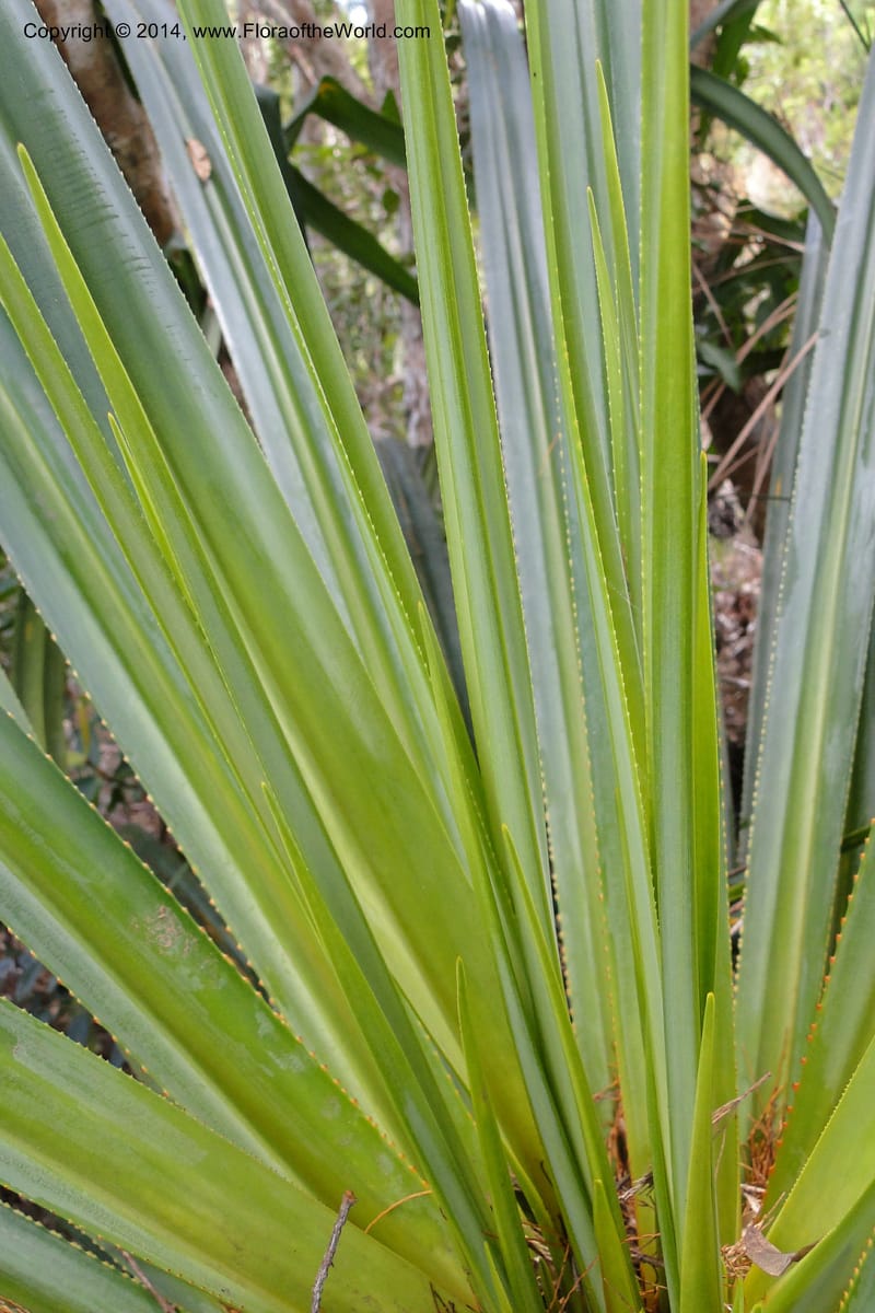 Pandanus decumbens, M. Callmander 978--New Caledonia. Mine St. Louis Boulinda. 18 Feb 2011. 052 (13).jpg