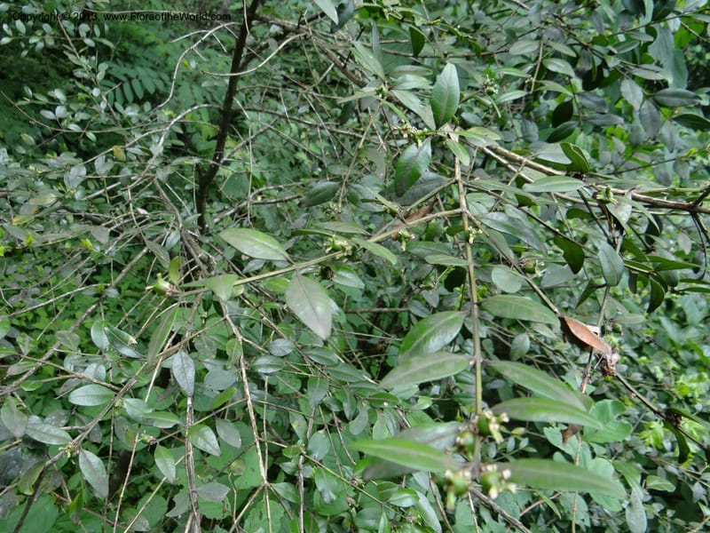 Buxus sinica var. aemulans, Davidson, C 12044--China. Anhui Prov. Huang Shan. 8 Jun 2012. DSC02431 (144).JPG