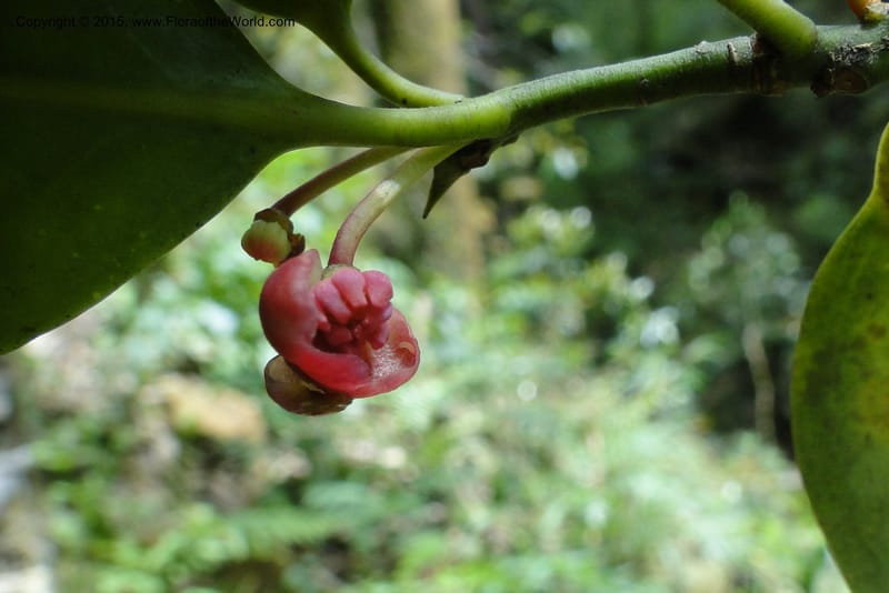 Illicium, Regalado 1787--Viet Nam. Ban Khoang Commune. 4 May 2011. 278 (8).jpg