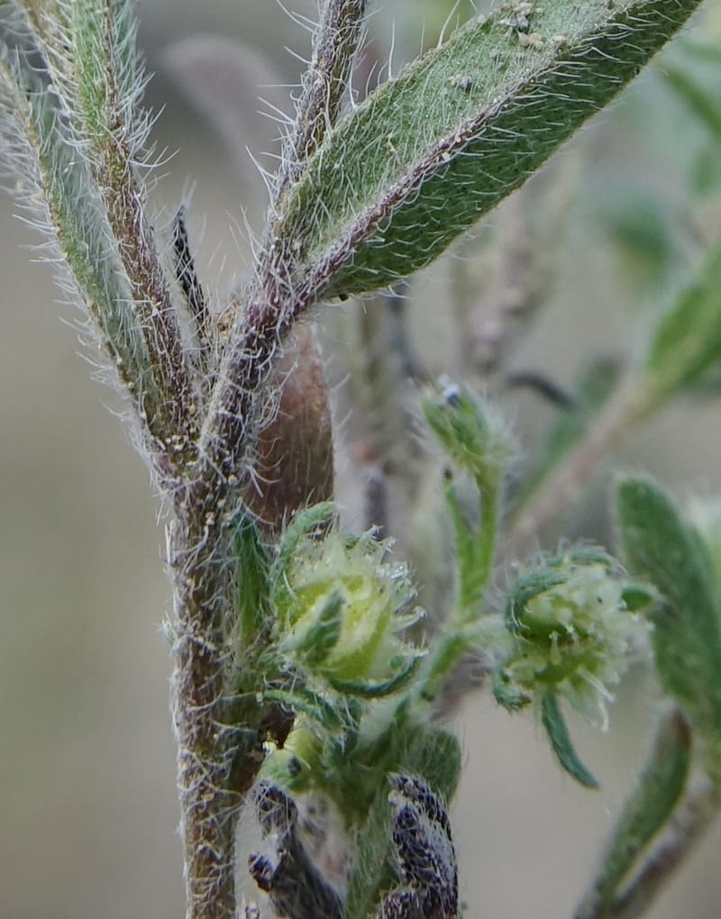 Lappula redowskii var. cupulata, C. Davidson 13659--ID. Hwy 22 W of Dubois. 17 Jun 2017. DSC02303 (114).JPG