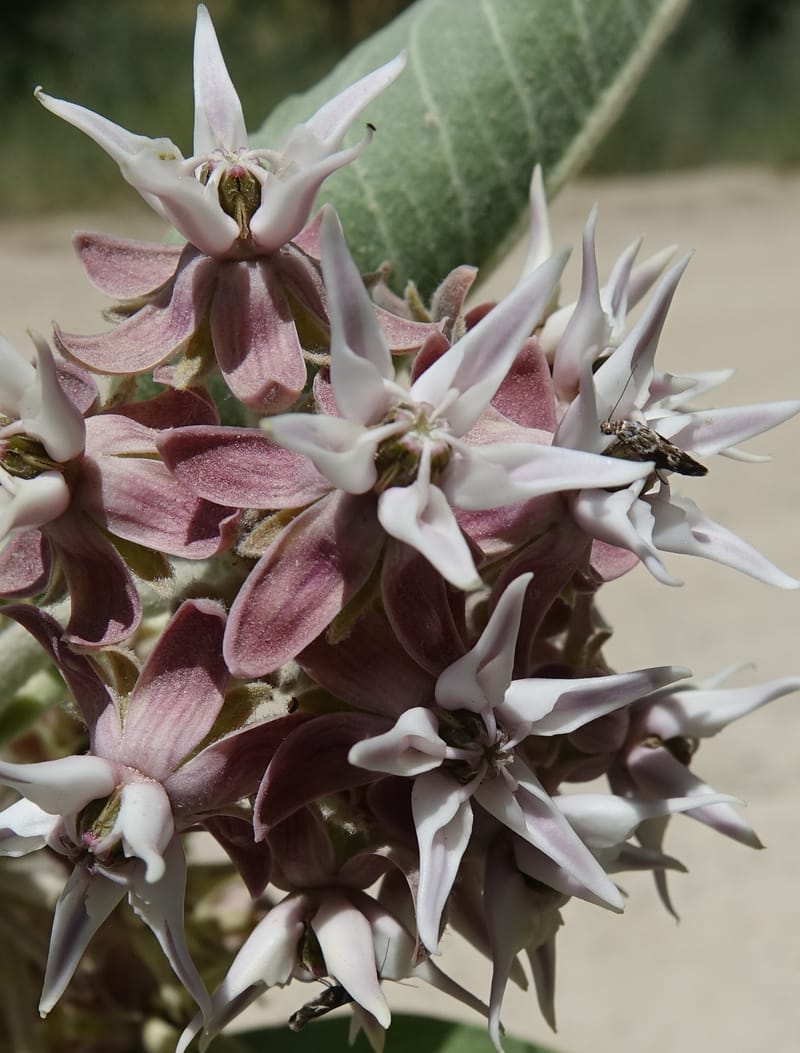Asclepias speciosa, C. Davidson 13729--ID. Boise Co. Robie Creek Rd. 21 July 2017. DSC03548 (47).JPG