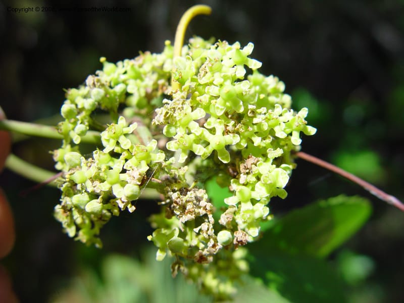 Hippocratea volubilis--FL. Fairchild Tropical Gard. 7 Apr 03. 346.jpg