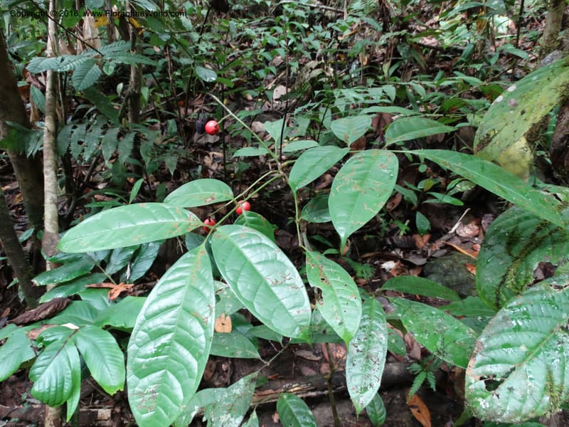 Meliosma, Davidson, C 12932--Sabah. Kinabalu Nat. Park. Nalumad Substesen. 29 Mar 2015. DSC01294 (136).JPG
