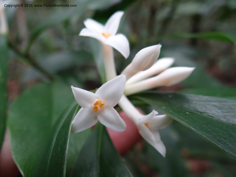 Daphne sureil, VC 5470--Thailand. Chiang Mai. Doi Suthep Pui N. P. 7 Nov 2012. (128).JPG