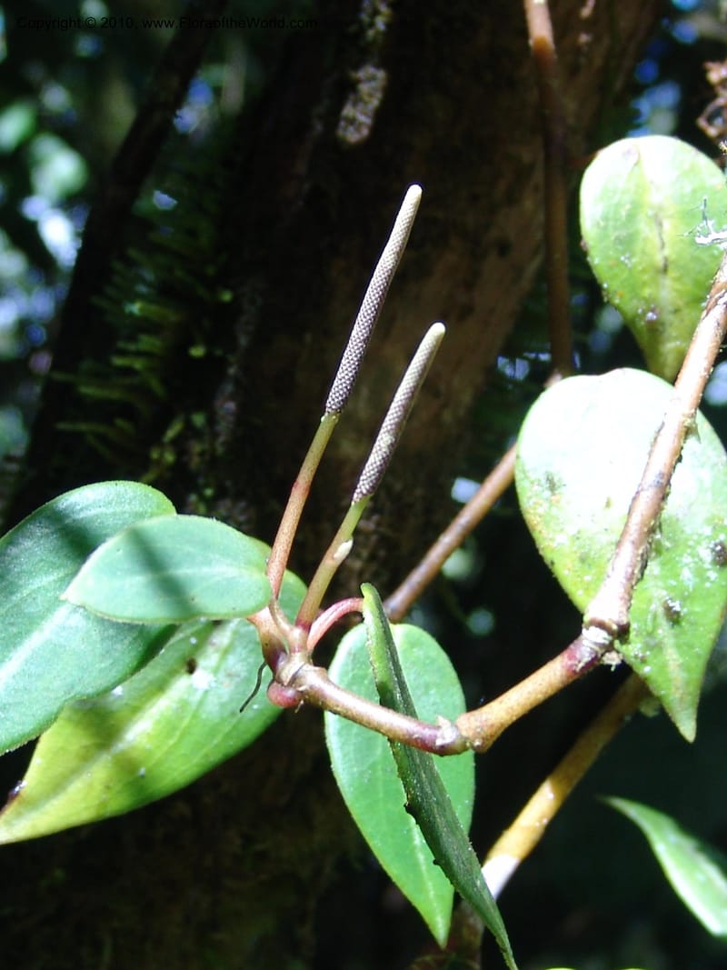 Peperomia, Croat 95716--Ecuador. Maquipucuna Biol. Res. Send. Princip. 12 Mar 06. 026 (2).jpg
