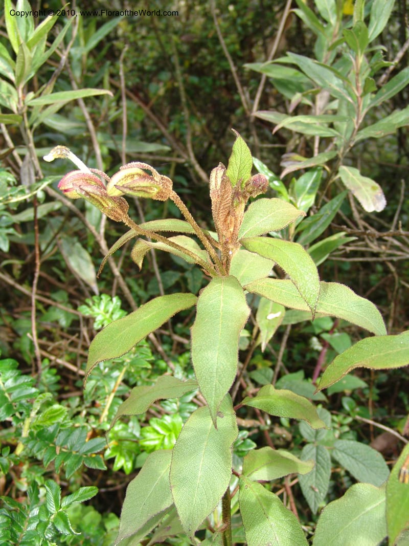 Siphocampylus, RVasquez32893--Peru. Prv Pauctb. Rd to Manu NP. 27 Oct 07. 173.jpg