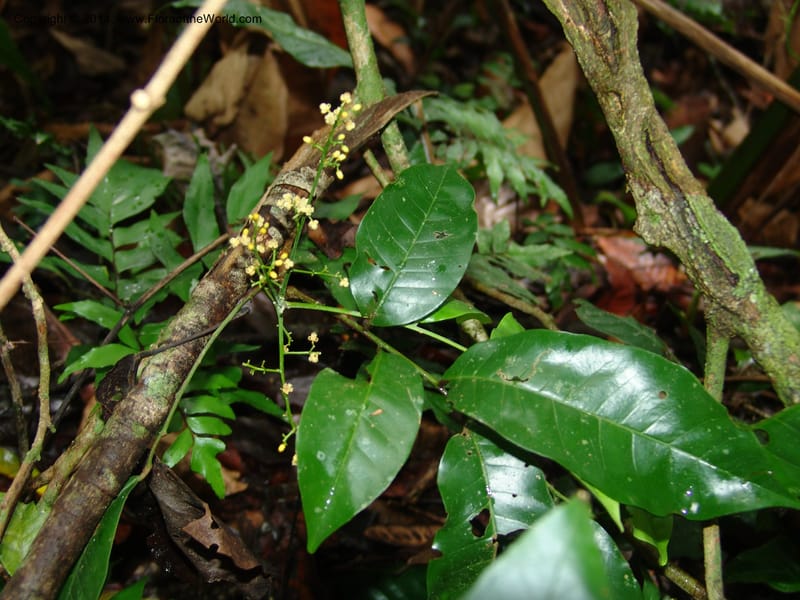 Trichilia, Farfan 628--Peru. Edo. Madre de Dios. Reserva Amazonica. Trail A. 16 Oct 05. 088.jpg