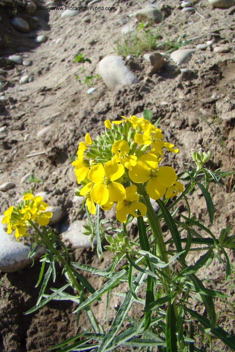 Erysimum capitatum, C. Davidson 11337--ID. Idaho Co. Salmon River Rd. 17 May 09. 015.jpg