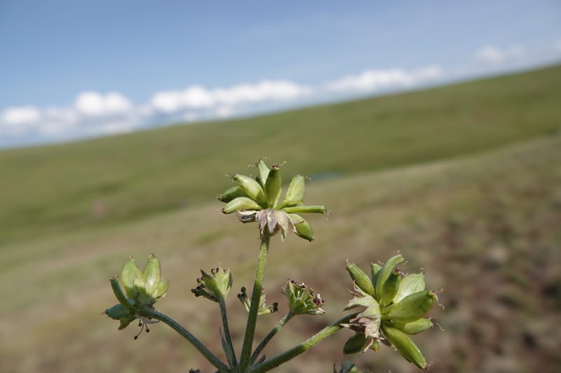 Lomatium macrocarpum, C. Davidson 13790--Oregon. Wallowa Co. Upper Camp Creek Canyon. 5 Jun 2018. DSC05225 (94).JPG