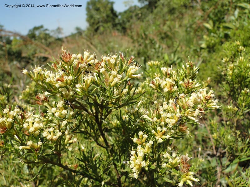 Baccharis pseudotenuifolia, Stevens, W.D. 31064, Cerro Cora, 15 Mar 2011 1370 (5).JPG