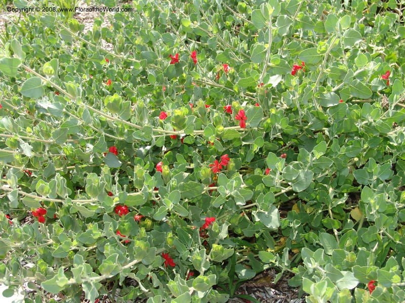 Petalidium bracteatum--So. Africa. Lowveld Nat. Bot. Gard. 14 Mch 05. 274.jpg