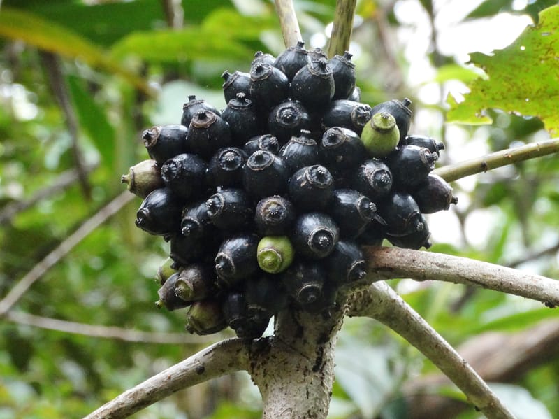 Plerandra insolita, Plunkett, G 3186--Fiji. Waisali Rainf. Reserve. 4 Nov 2015. DSC08848 (223).JPG