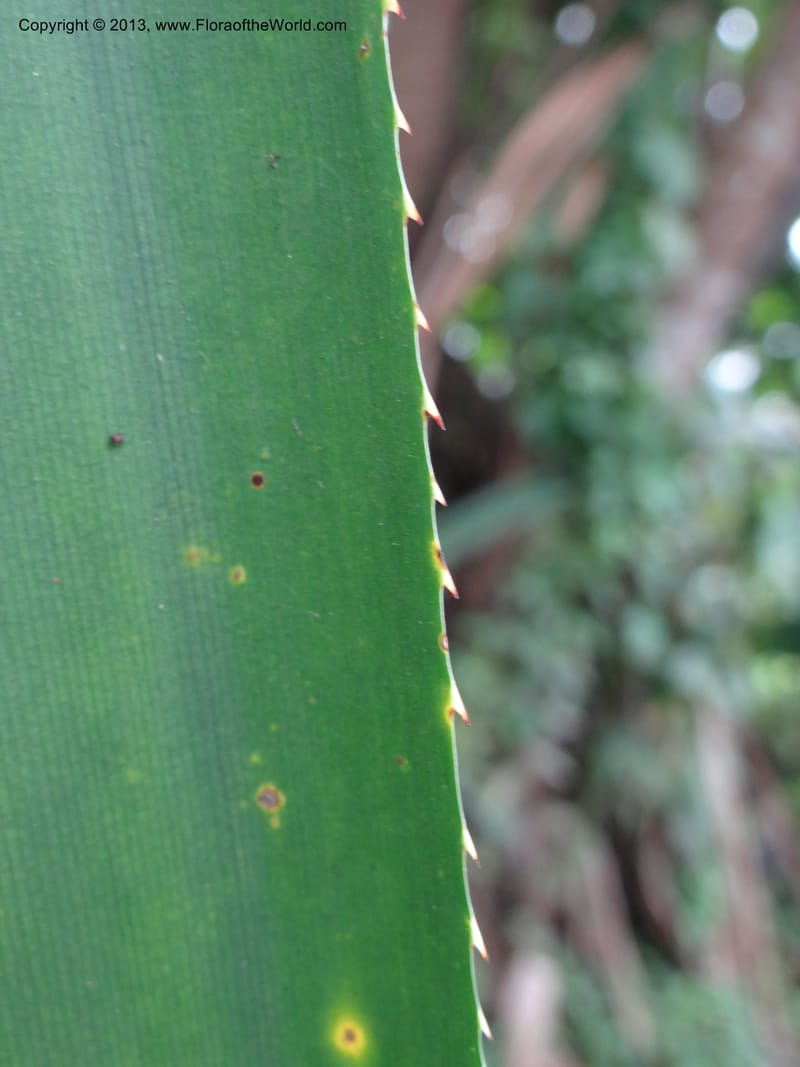 Pandanus unicornutus, Callmander, M 1049--Thailand. Chumphon Prov. Tambon Mab Amarit. 13 Nov 2012. DSC09009 (24).JPG