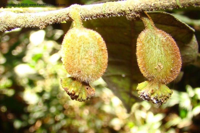 Trymatococcus, Vasquez 34817--Peru. Loreto. Dist. Nauta. Miraflores, Rio Tigre. 10 Nov 08. 850 (18).jpg