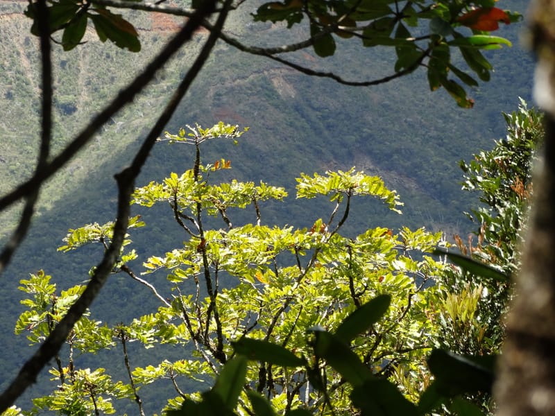 Cupaniopsis, Munzinger, J 7412--New Caledonia. Mont Dzumac. 12 Nov 2015. DSC01563 (295).JPG