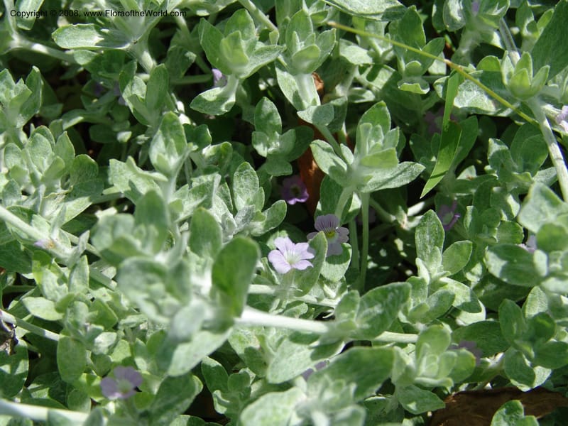 Stemodia lanata--TX. Johnson Wildflower Center. 13 Jun 04. 005.jpg