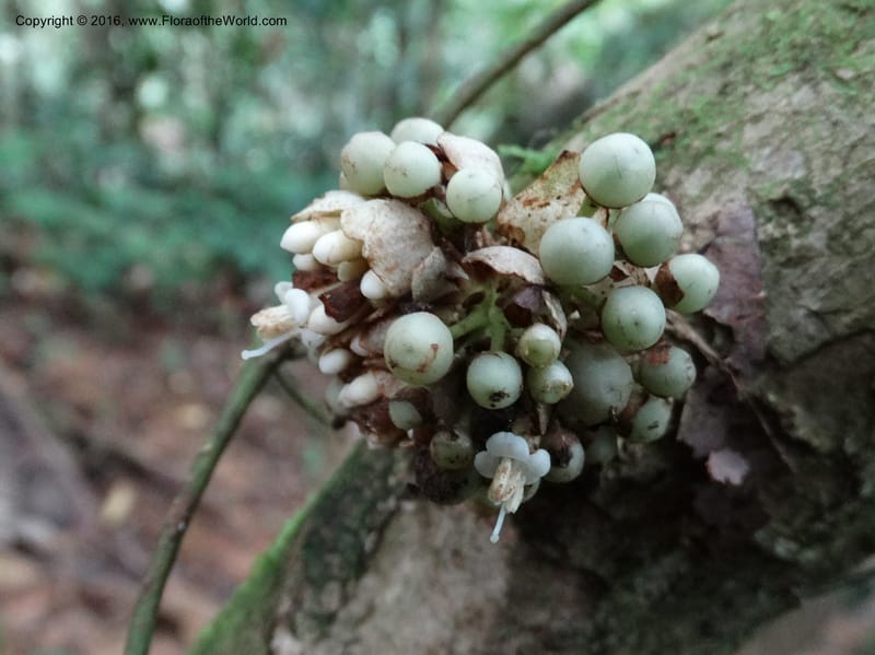 Callicarpa, Davidson, C 12680--Sabah. Danum Valley. 4 Oct 2014. DSC01741 (323).JPG