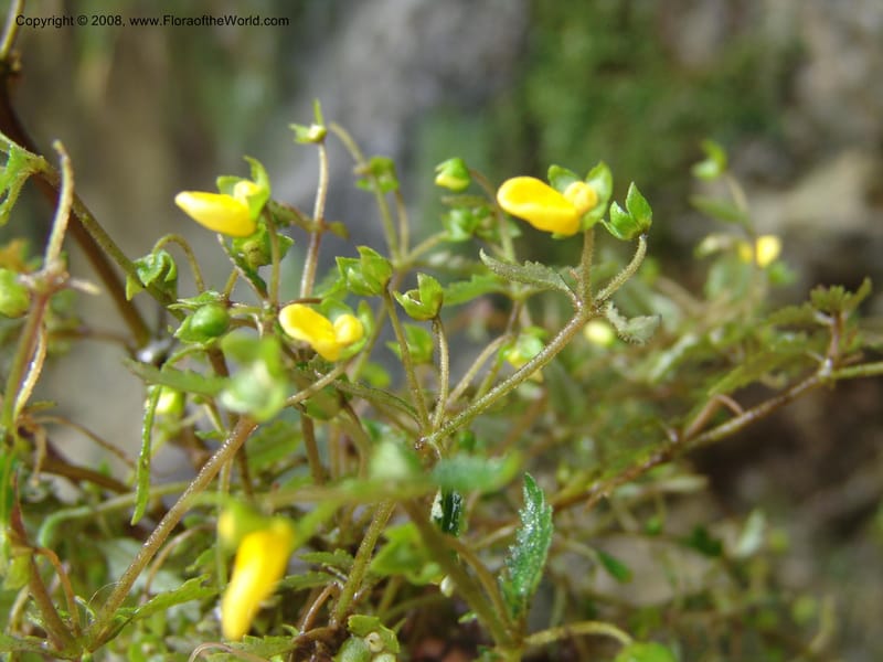 Calceolaria mexicana, Croat93268--Ecuador. Prov. Pichincha. Old hwy Quito to Sto. Domingo. 12 Aug 04. 300.jpg