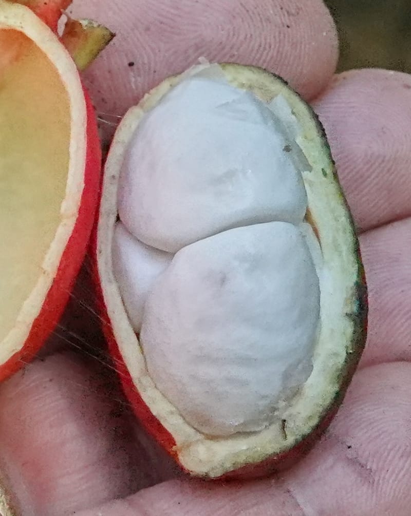 Cola cauliflora, C. Davidson 13947--Gabon. Maurel & Prom rd. Afternoon. 2 Nov. 2018. DSC01682 (195).JPG