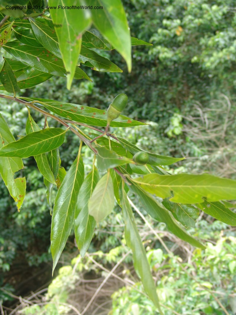 Nectandra amazonum, Farfan 795--Peru. Edo. Madre de Dios. Laguna Valencia. 22 Oct 05. 083.jpg