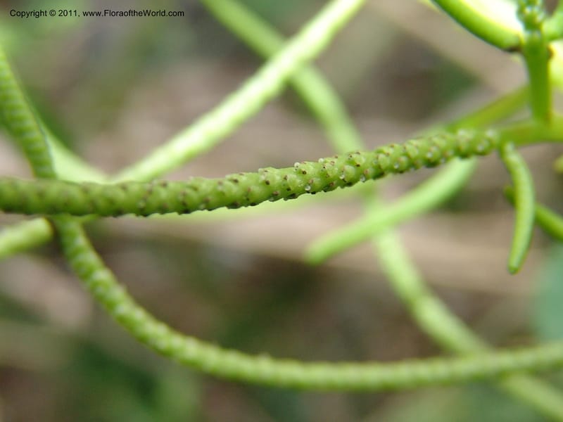 Peperomia vestita, AraujoM2911--Bolivia. F. Tamayo. Rio Machariapu. 17 Sep 06. 582 (9).jpg