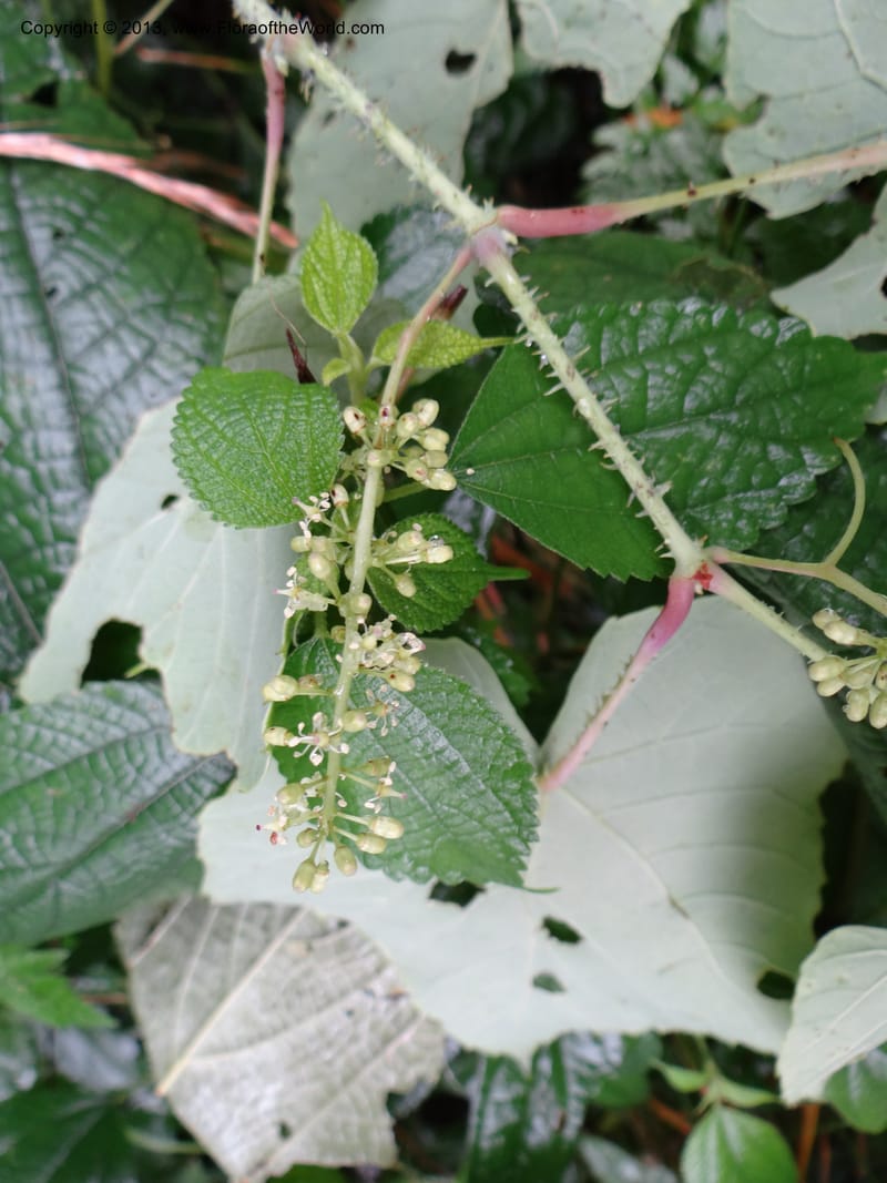 Vitis davidii, Davidson, C 12012--China. Anhui Prov. Huang Shan. 6 Jun 2012. DSC01928 (54).JPG