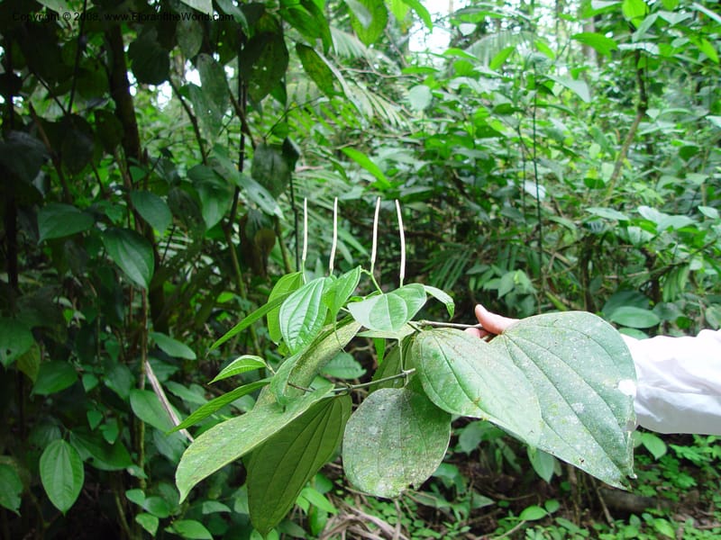 Piper reticulatum, CDavidson10885--Costa Rica. La Selva Biol. Station. 18 Feb 02. 001.jpg