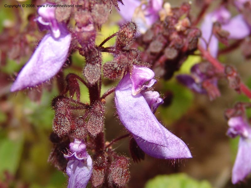 Plectranthus lanuginosus, 74.0330--CA. UC Berkeley Bot. Garden. 8 Dec 06. 057.jpg