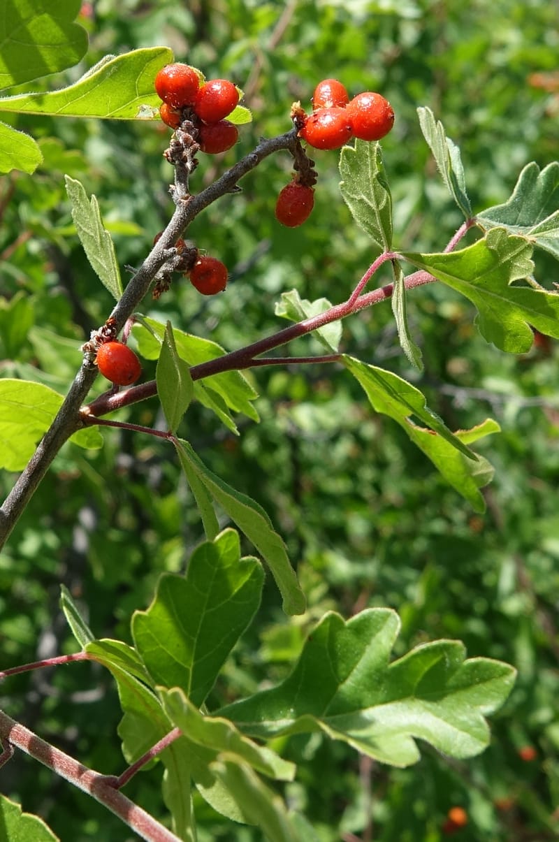 Rhus aromatica, C. Davidson 13590--CA. Tehama Co. W of Vestal Rd. on Hwy 36. 6 June 2017. DSC01078 (20).JPG