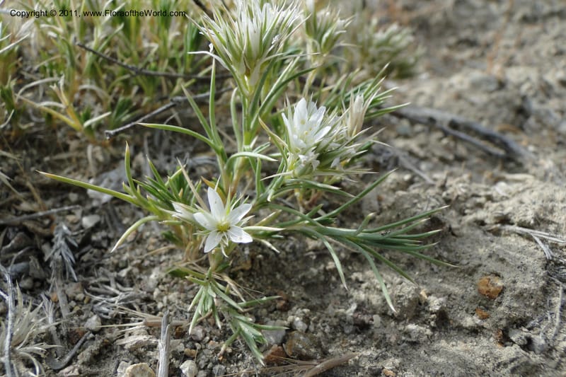 Eremogone franklinii, C. Davidson 11845--Idaho. Owyhee Co. 30 June 2011. 074 (78).jpg