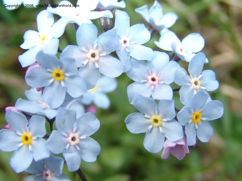 Myosotis alpestris--Georgia. Kazbeki . Trail-road to Sameba Church. 2 Jun 05. 529.jpg