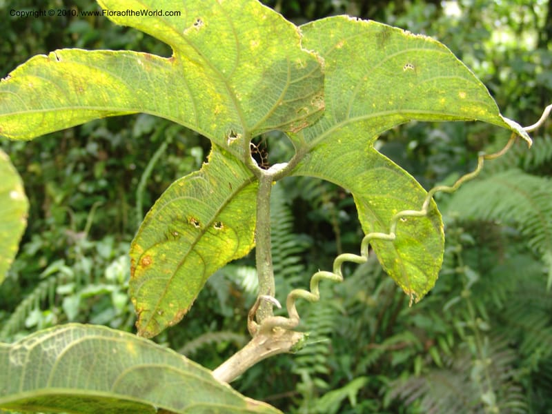 Gurania, Croat 95925--Ecuador. Edo. Pichincha. Bosque Nublado Sta. Lucia. 14 Mar 06. 395 (3).jpg