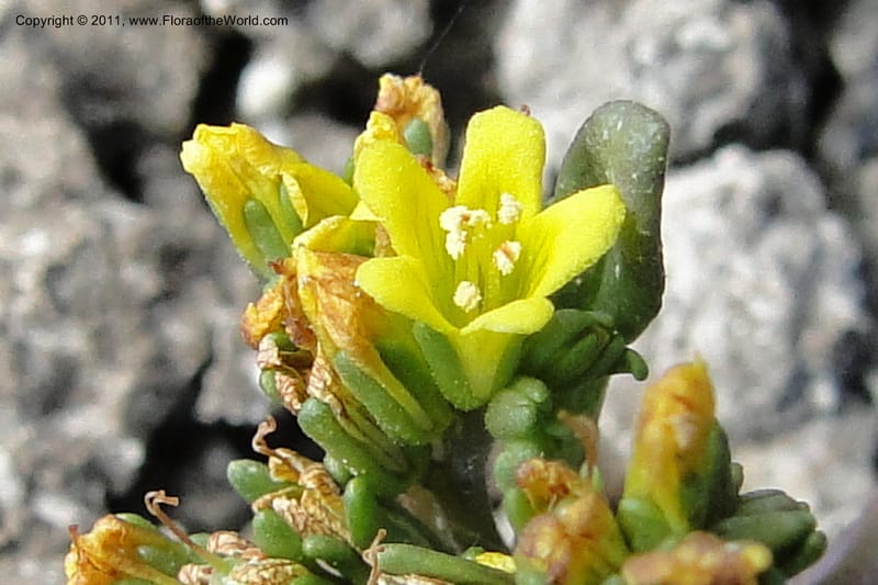 Phacelia lutea var. calva, C. Davidson 11847--Oregon. Malheur Co. Leslie Gulch. 30 June 2011. 110 (9).jpg