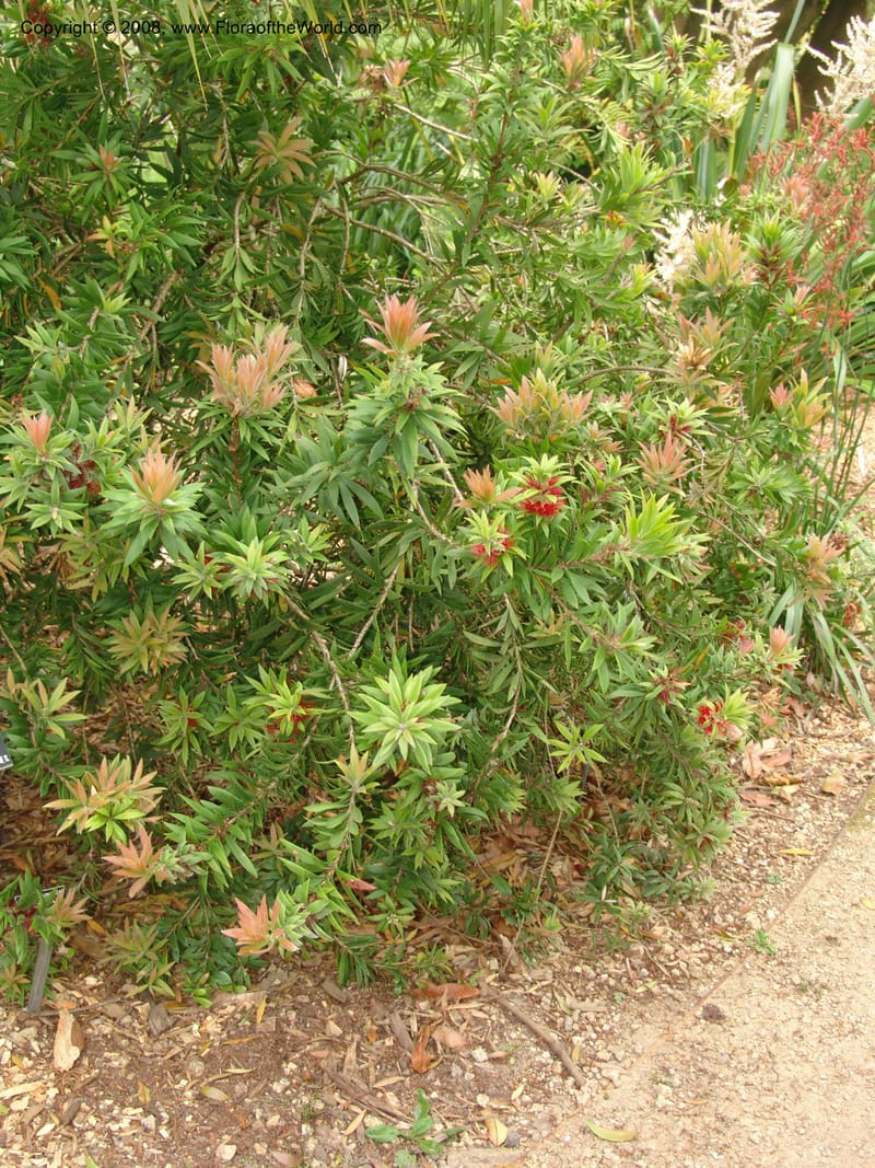 Callistemon comboynensis, s.n.--CA. San Francisco Arboretum. 9 Aug 07. 399.jpg