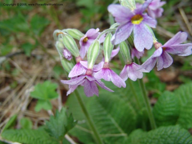Primula amoena--Georgia. Kazbeki . Trail-road to Sameba Church. 2 Jun 05. 240.jpg