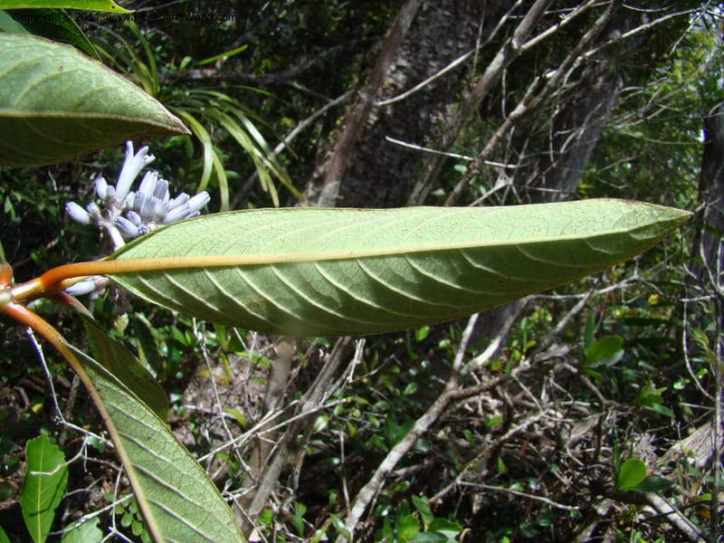 Psychotria, Munzinger, J 4807--New Caledonia, Prov. du Nord, Plateau de Poro, 16 Nov 2007, (56).jpg