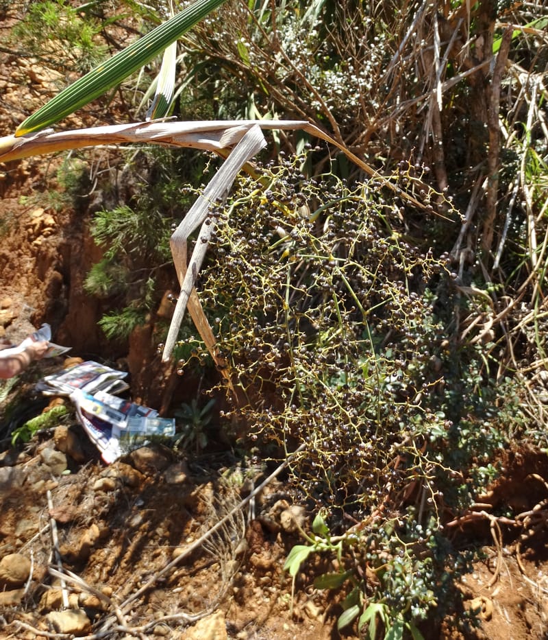 Joinvillea, Callmander, M 1274--New Caledonia. PinPin. 20 Nov 2015. DSC03938 (375).JPG